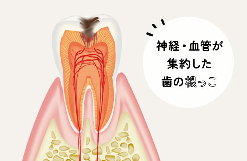 神経・血管が集約した歯の根っこ